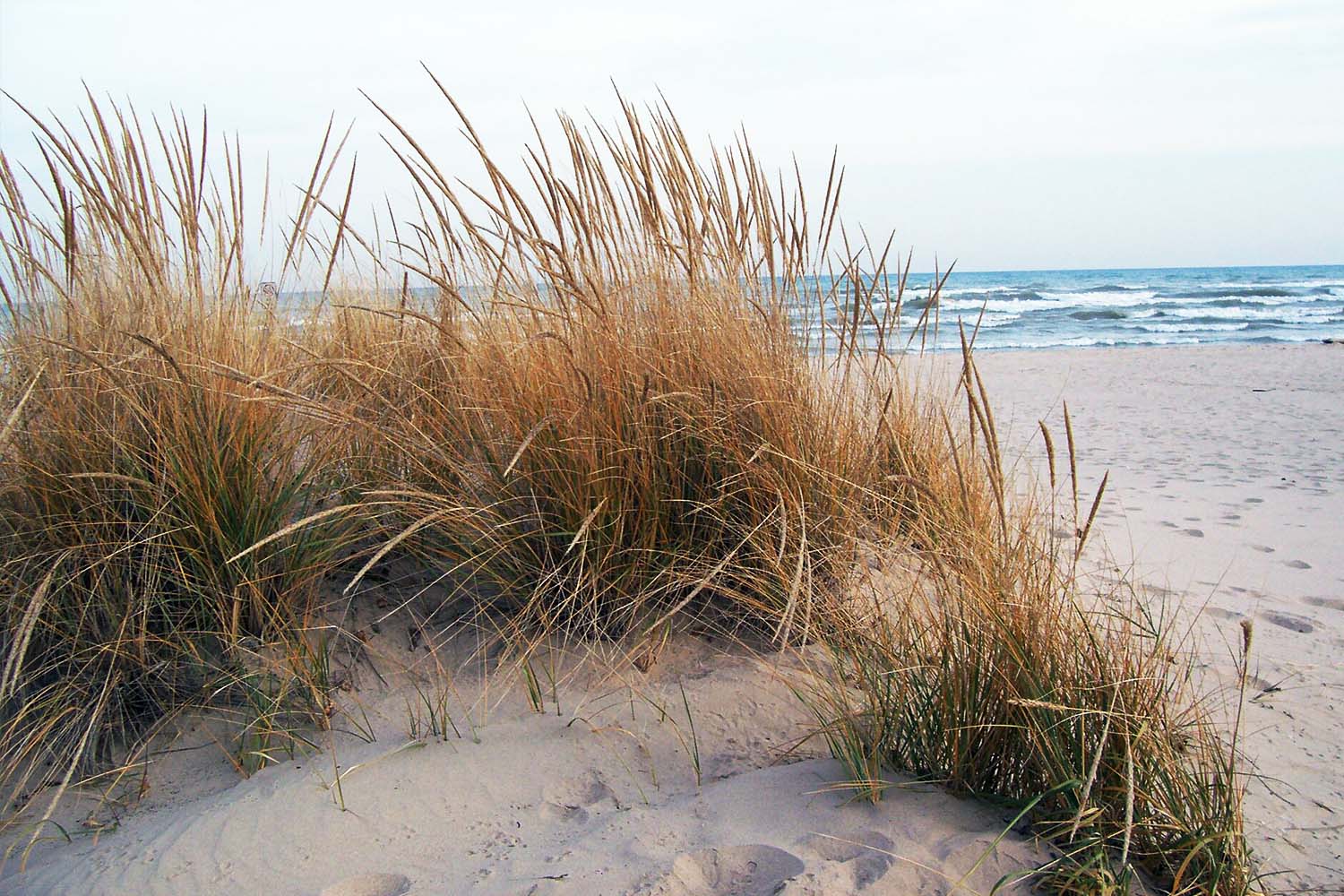 Ammophila breviligulata- American Beach Grass for Native Plantings on Long Island SuffolkHydroseeding.com 